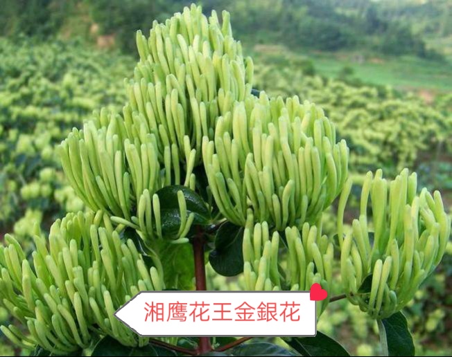 树形花王金银花苗木价格,金银花苗批发基地,湘鹰金银花苗