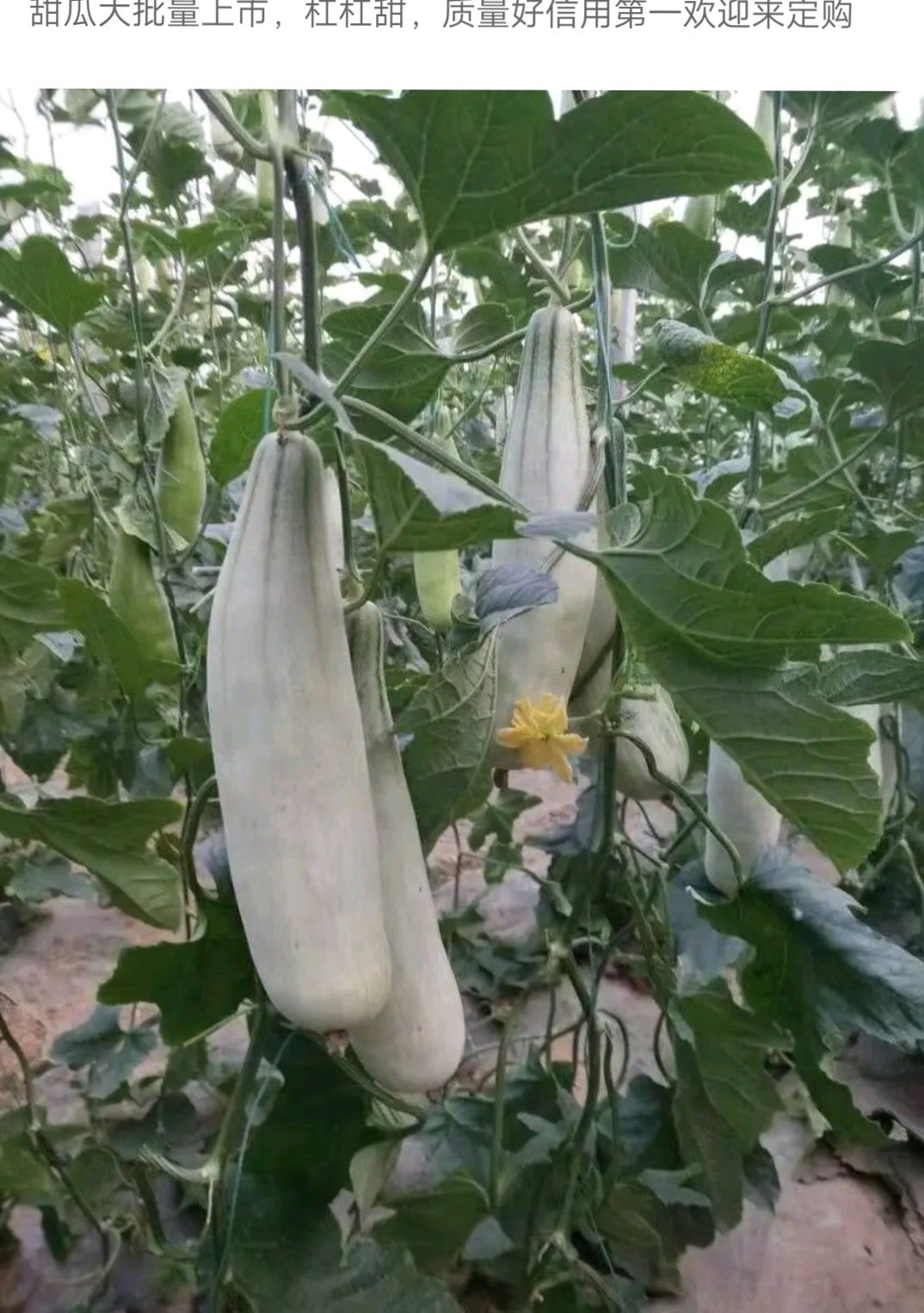 羊角蜜甜瓜