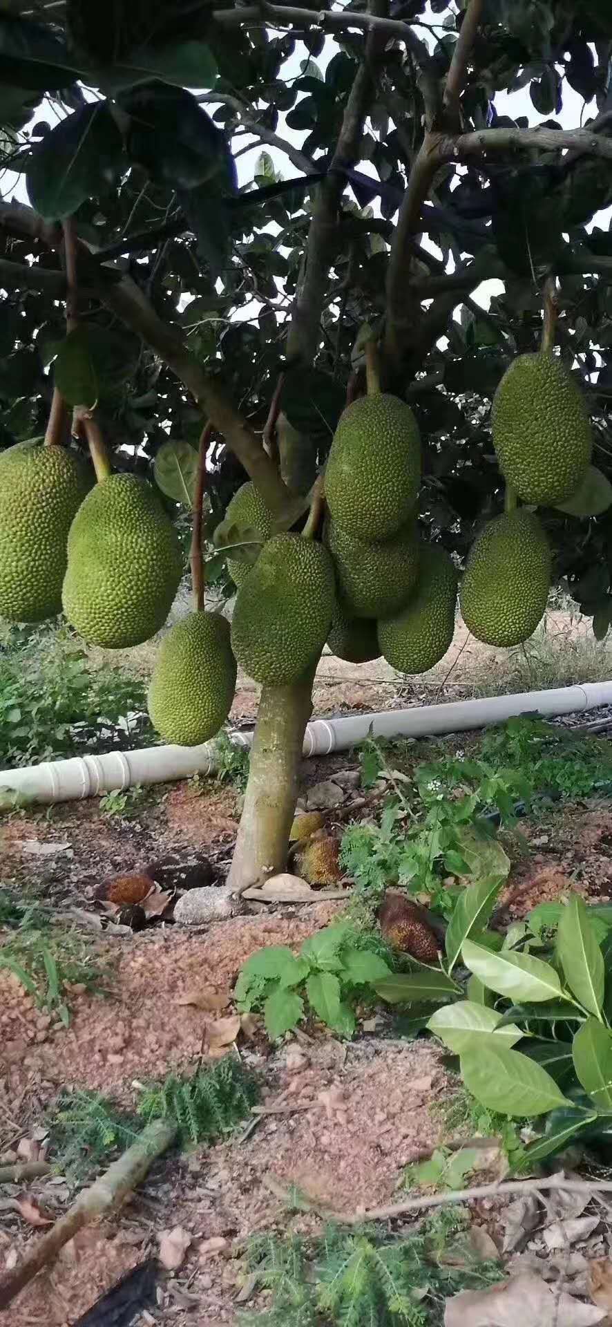 四季菠萝蜜苗 马来西亚一号泰国红肉8号菠萝蜜红肉5号菠萝蜜南北方种