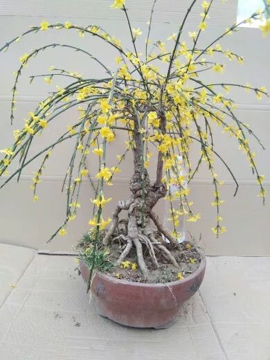 迎春花花苗 盆景 客厅阳台办公室内盆栽花卉绿植物 当年开花