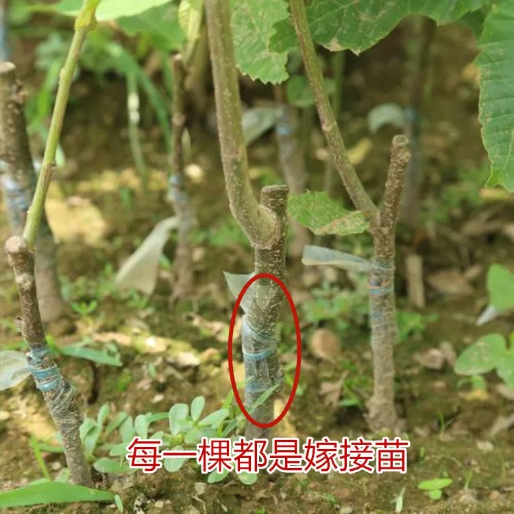 板栗树苗果树苗嫁接板栗苗大红袍板栗栗子树苗南北方种植当年结