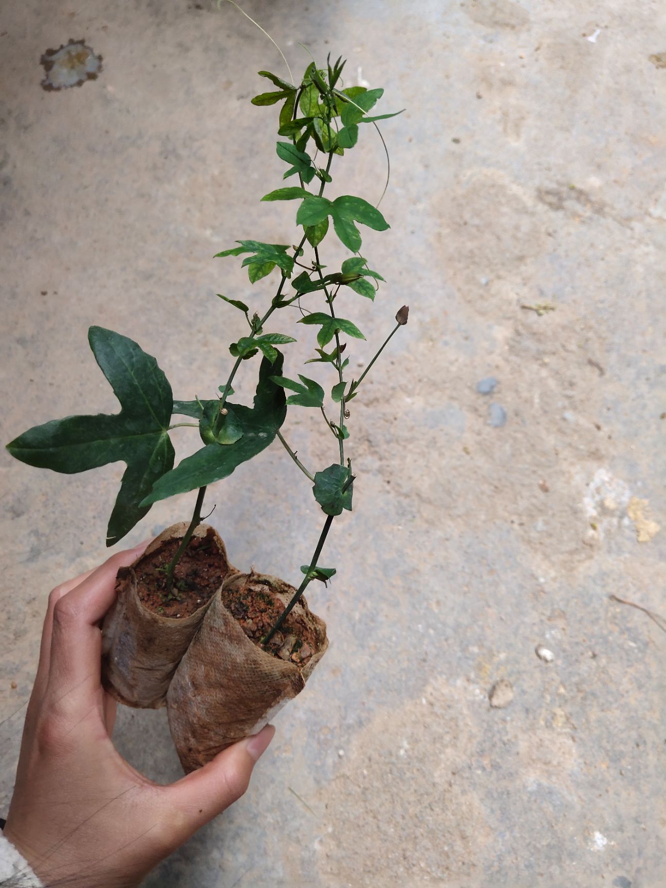 新品种香蕉百香果苗爬藤植物树苗庭院种植阳台盆栽包邮