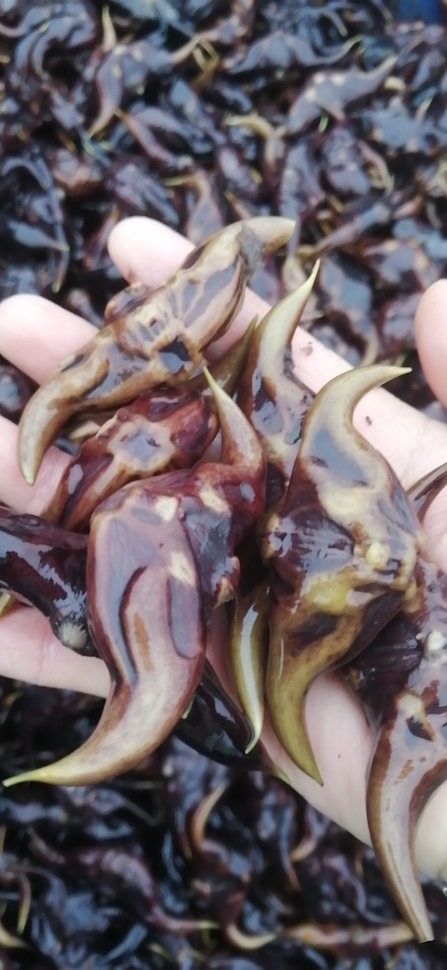 脱皮菱角,菱角种子