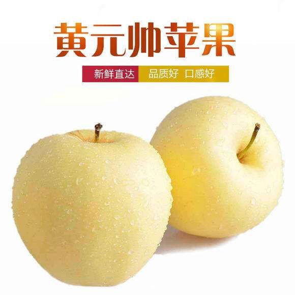 黄金帅苹果树苗 黄元帅苹果苗,南北方适宜种植,基地直销三包发货