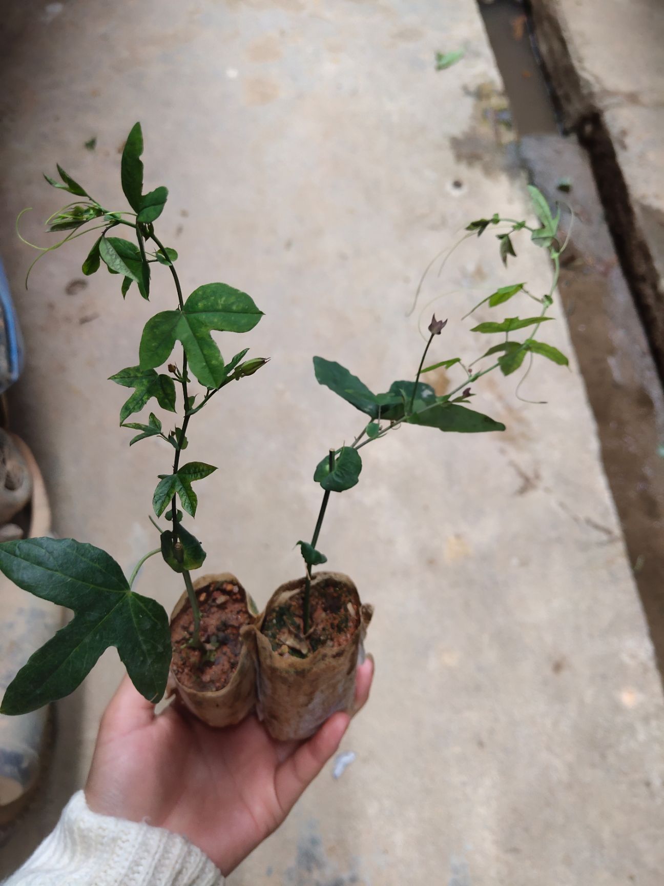 新品种香蕉百香果苗爬藤植物树苗庭院种植阳台盆栽包邮