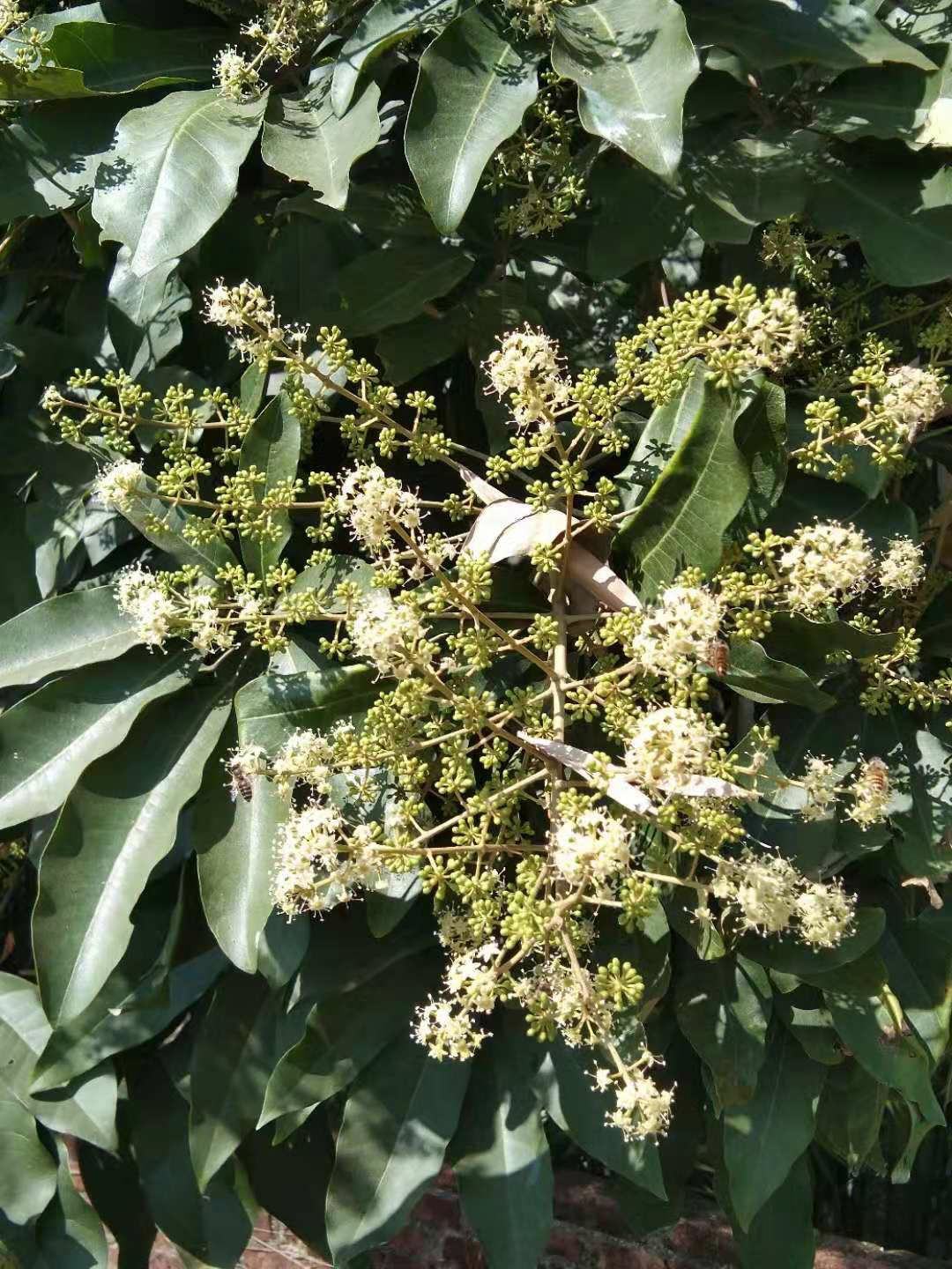 鸭脚木蜜 农家冬蜜