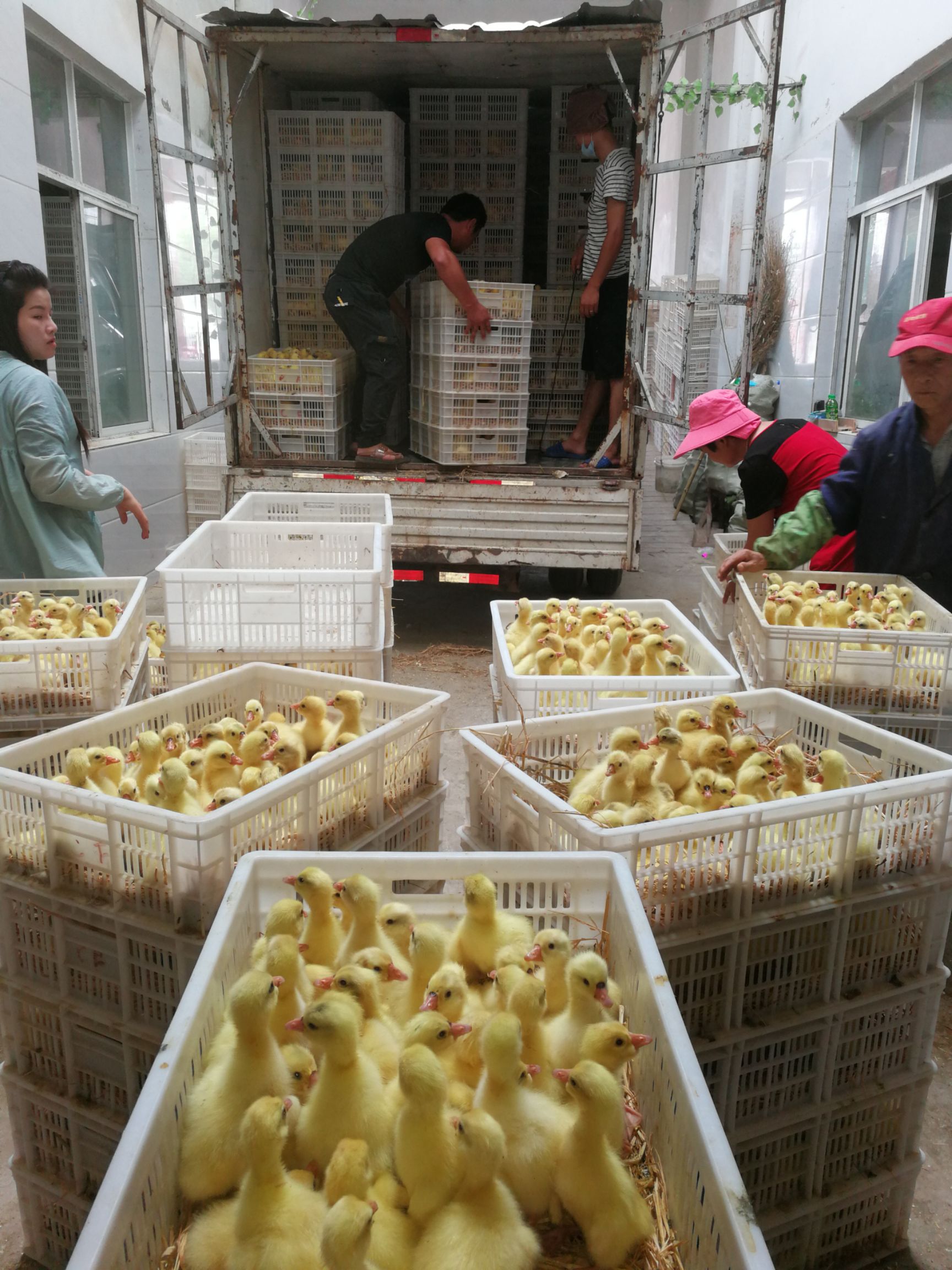 出售大三花鹅苗提供技术服务回收成品鹅
