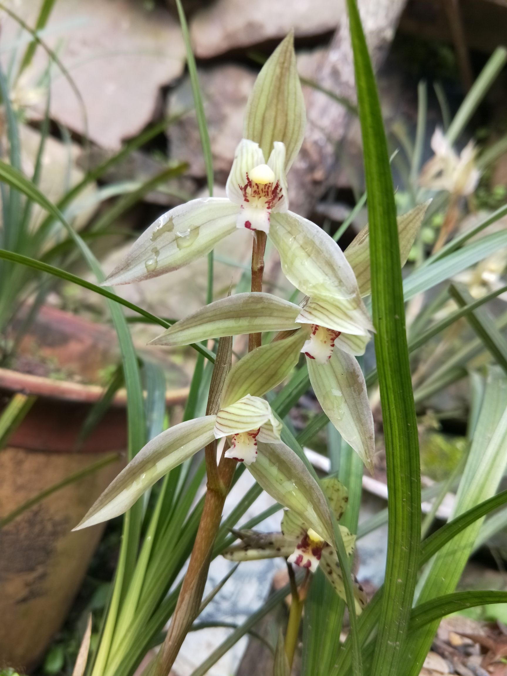 供应大厅  苗木花草  兰花  春剑 花 花茎直立,高20至30厘米,有花2至5