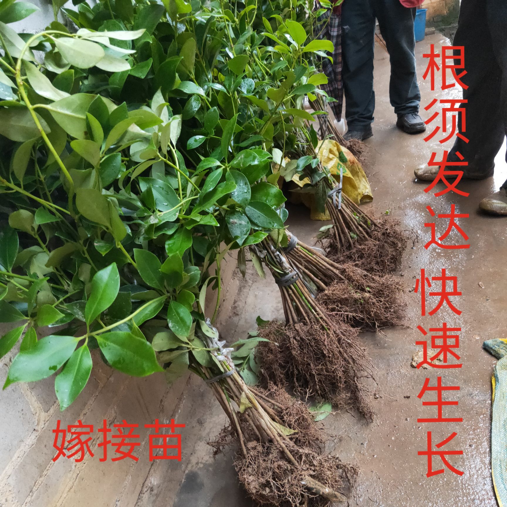 八角树苗嫁接苗结果快一级大红高产品种支持大量批发