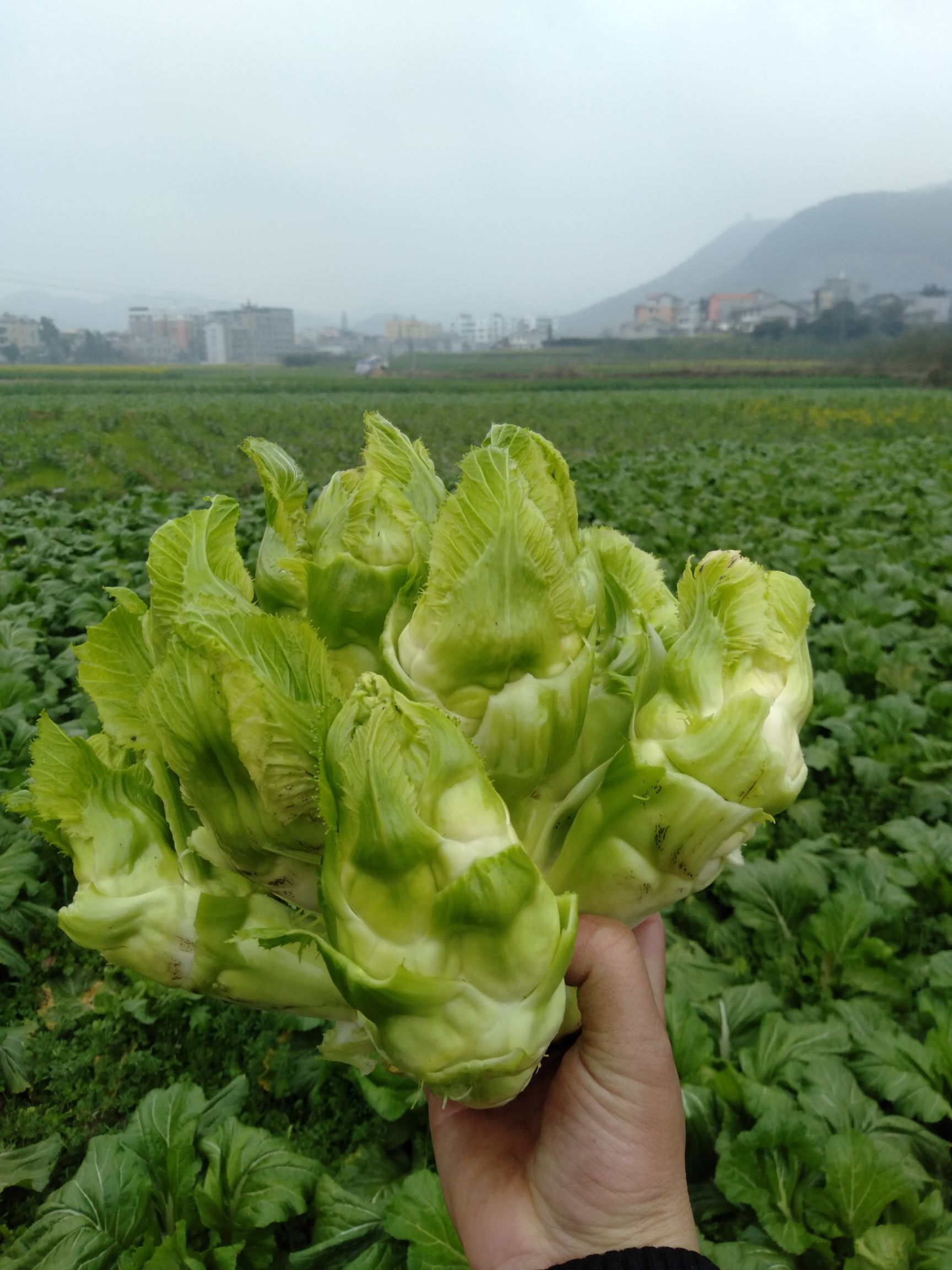 娃娃菜 新鲜儿菜