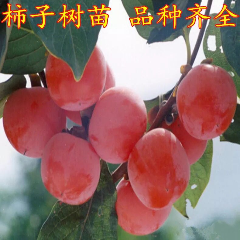 柿树苗 正宗嫁接苗 鸡心柿 奶油柿 水晶柿 品种齐全现挖现