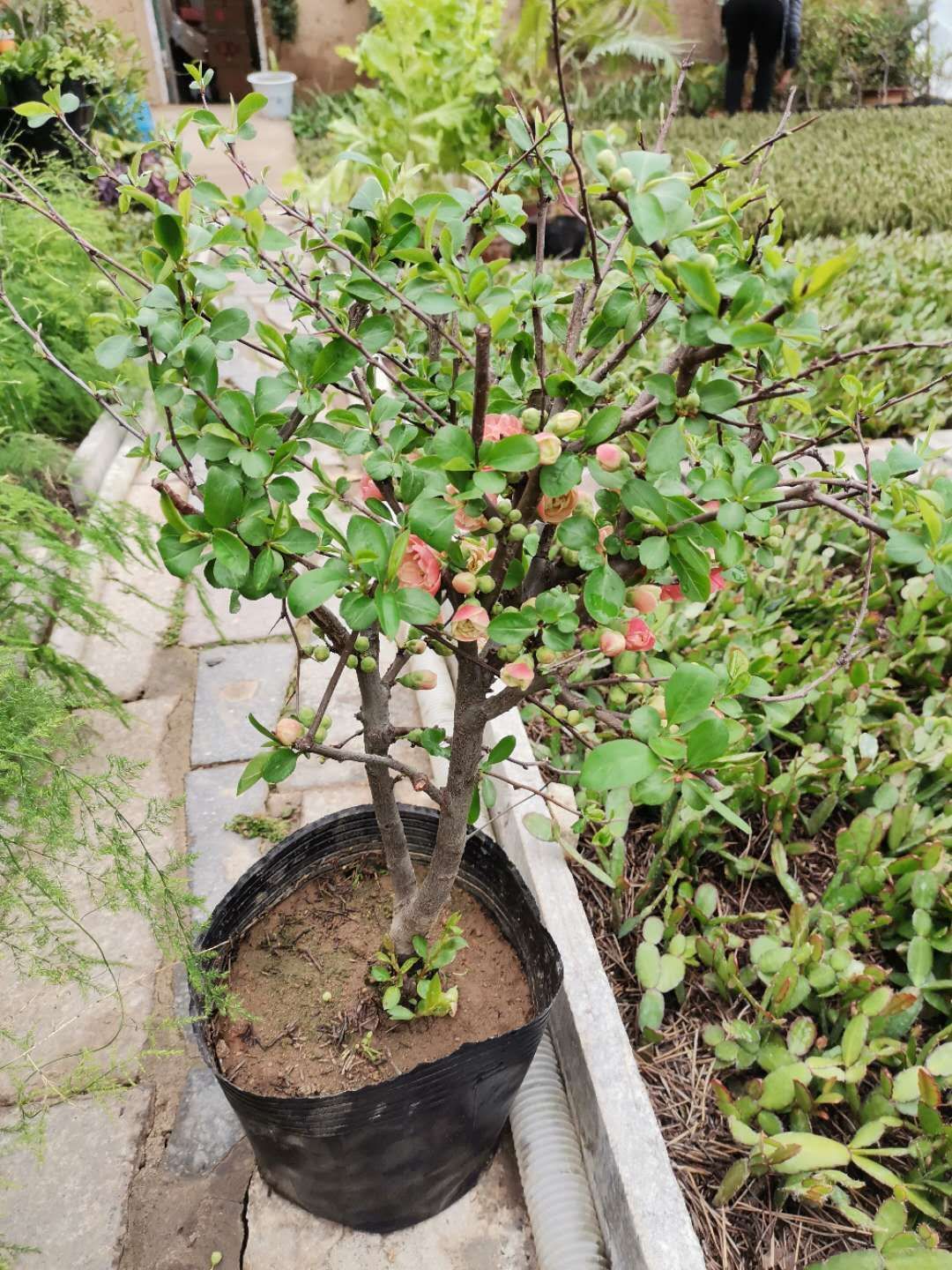 山东临沂平邑县 海棠花盆栽带花苞,海棠树苗观花植物,花卉盆景老桩