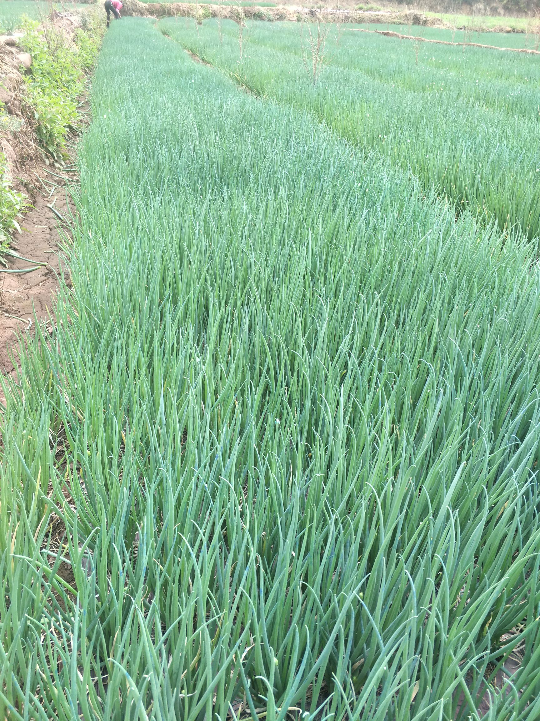 大量小葱供应