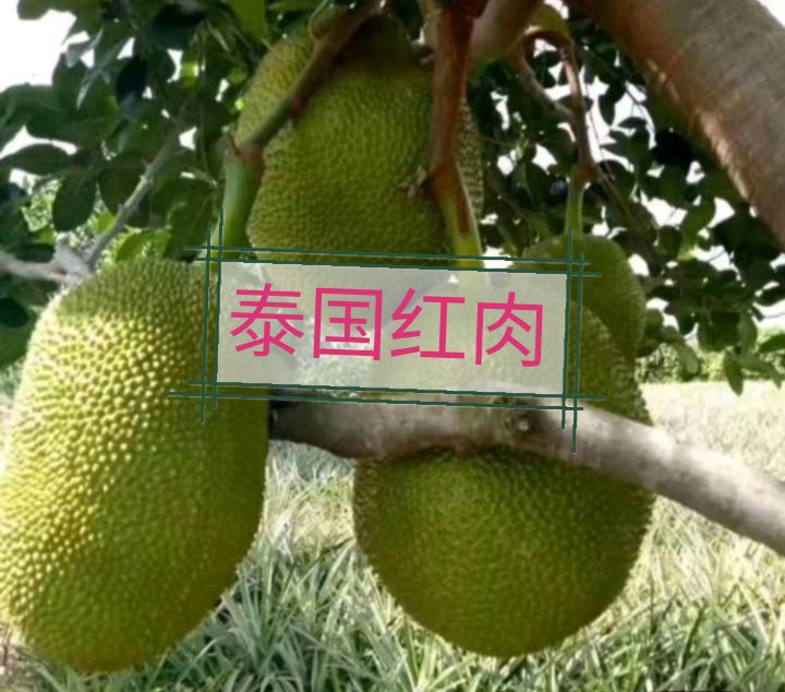 泰国红肉12号菠萝蜜苗