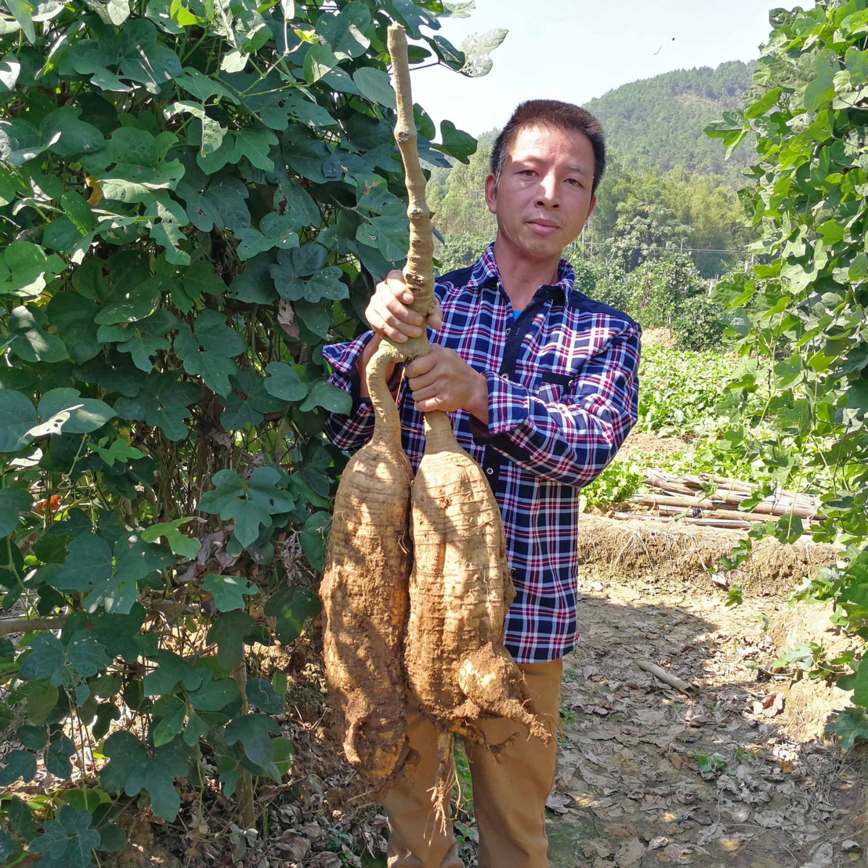 葛根种苗 粉葛种苗 未发芽葛藤茎节 精选粗壮无渣粉葛种 100株起邮