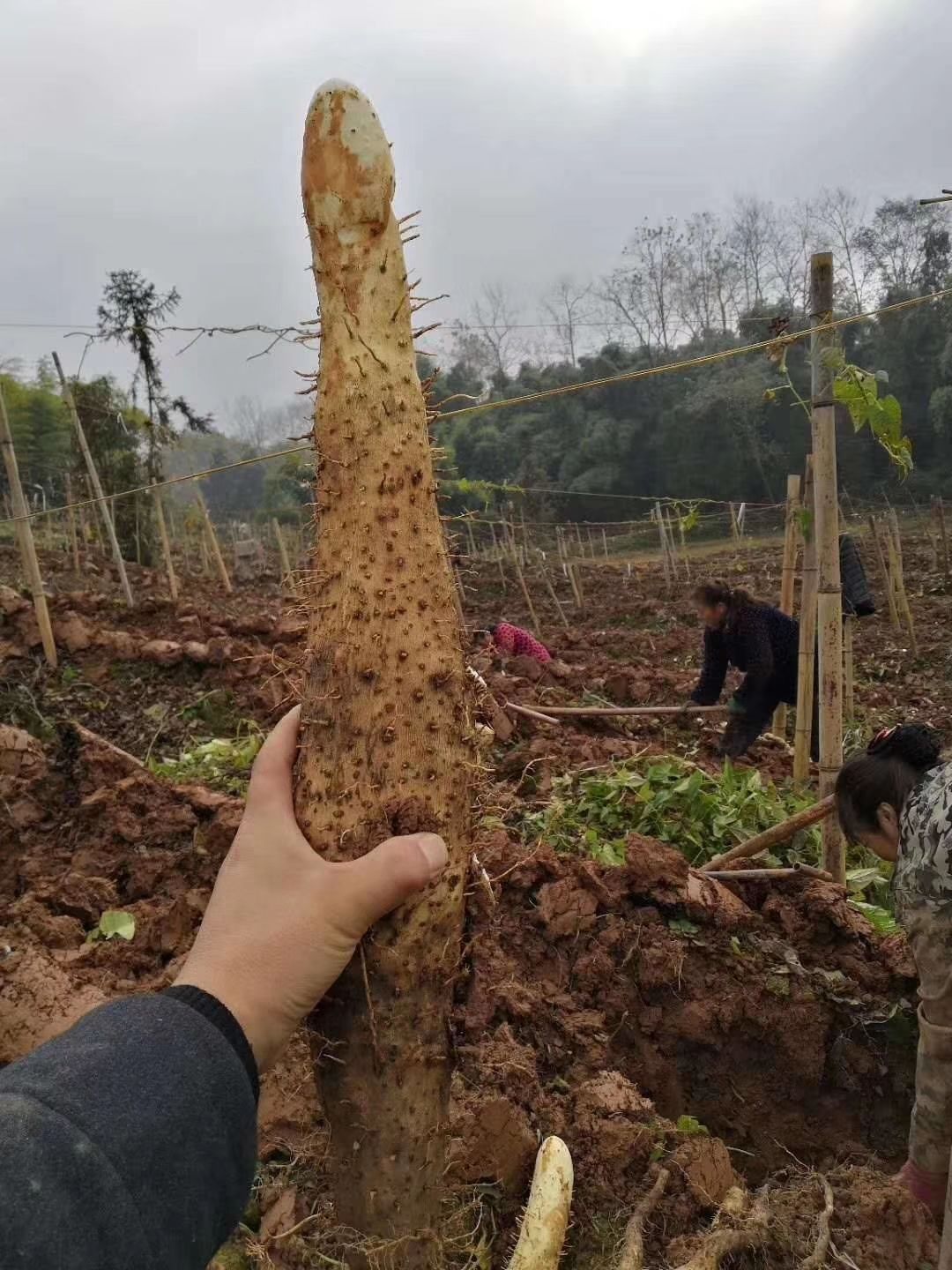 供应大厅  蔬菜 山药  商品属性 品种名:雅山药 品种名:雅山药 长度