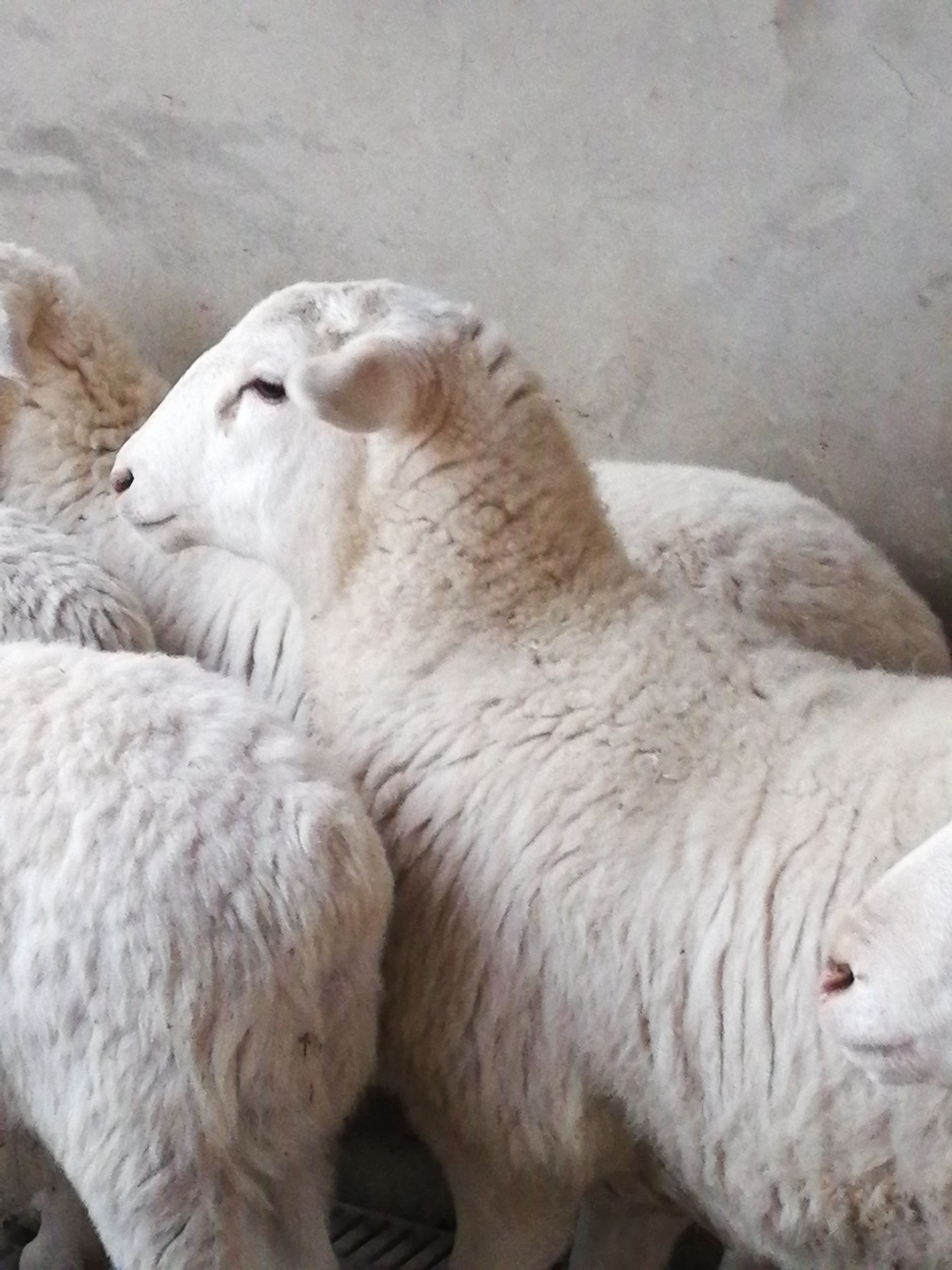 澳洲白绵羊 80-110斤
