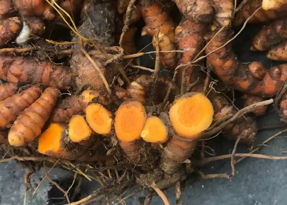广西新鲜小黄姜姜黄生姜药用姜产后调节月子姜染色姜三斤装