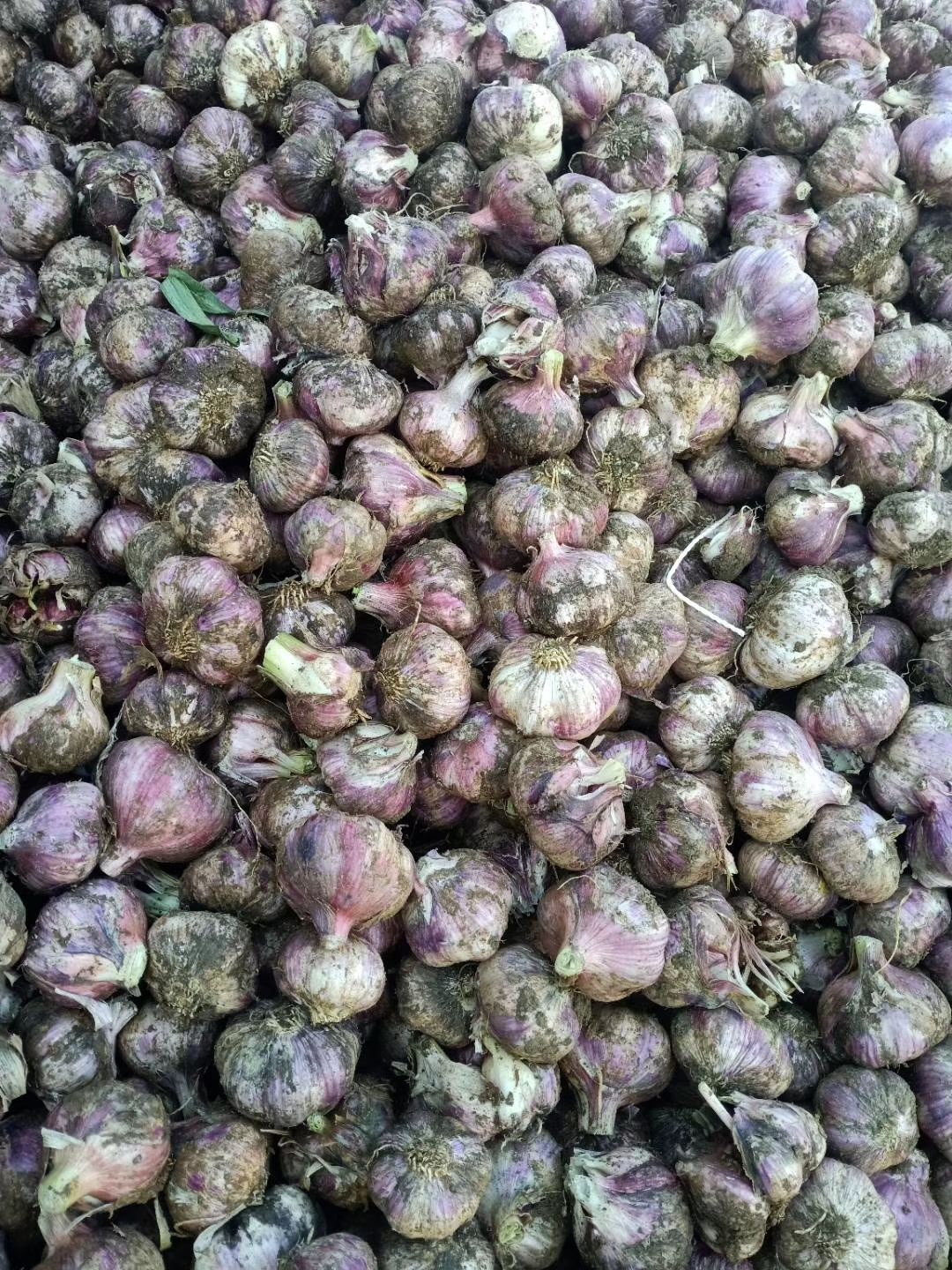 紫皮大蒜 混级统货 多瓣蒜