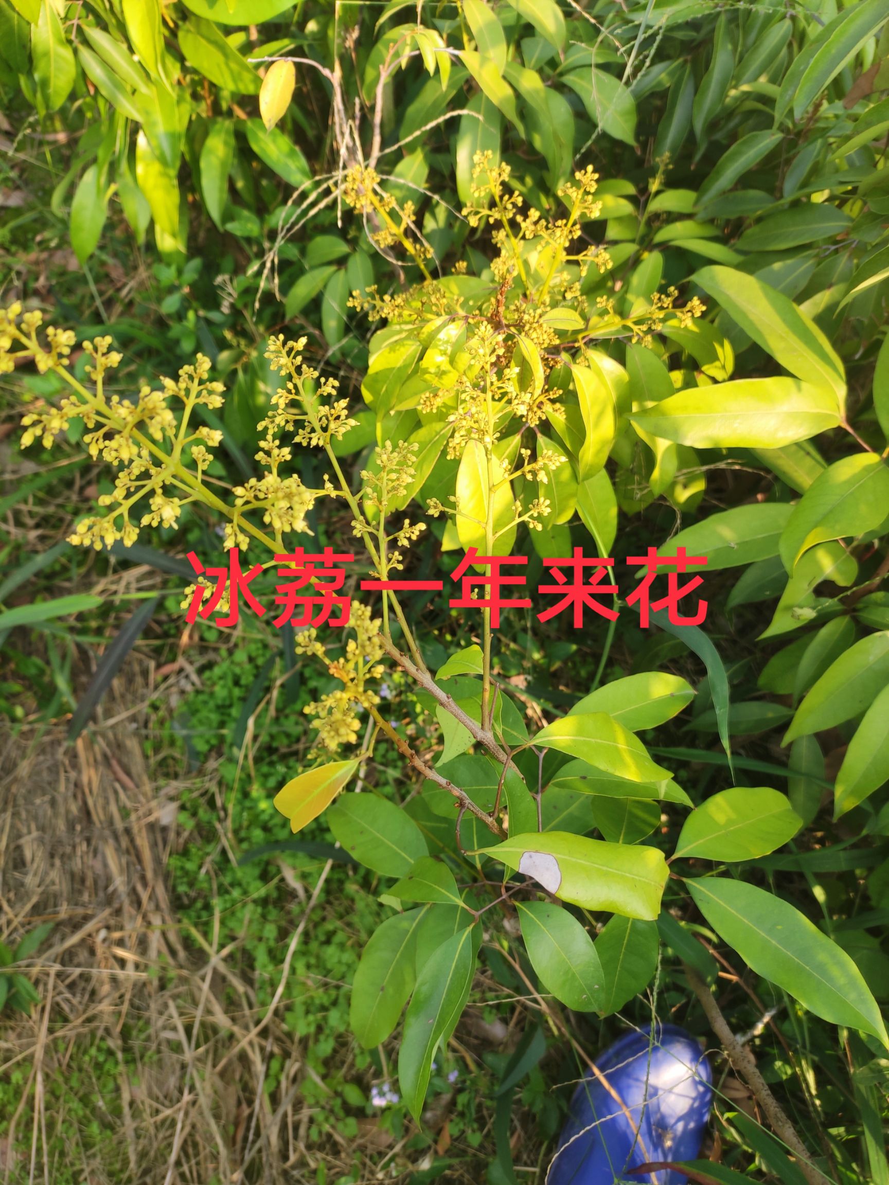 桂味荔枝苗 红蜜荔(冰荔)