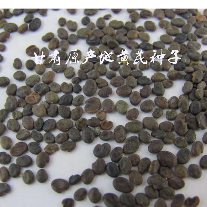 黄芪种子