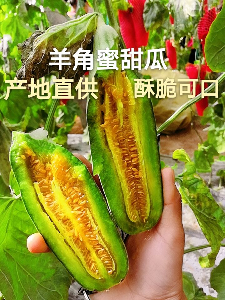 山东潍坊寒亭区 羊角蜜甜瓜 甜瓜产地