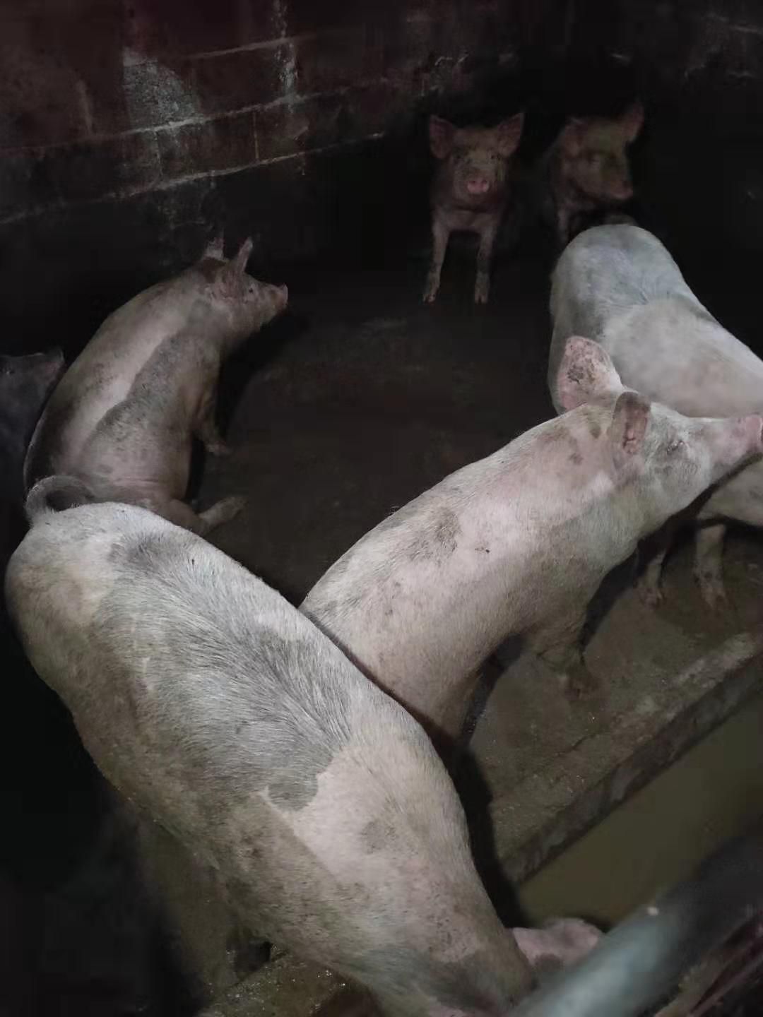 良杂猪 200-300斤