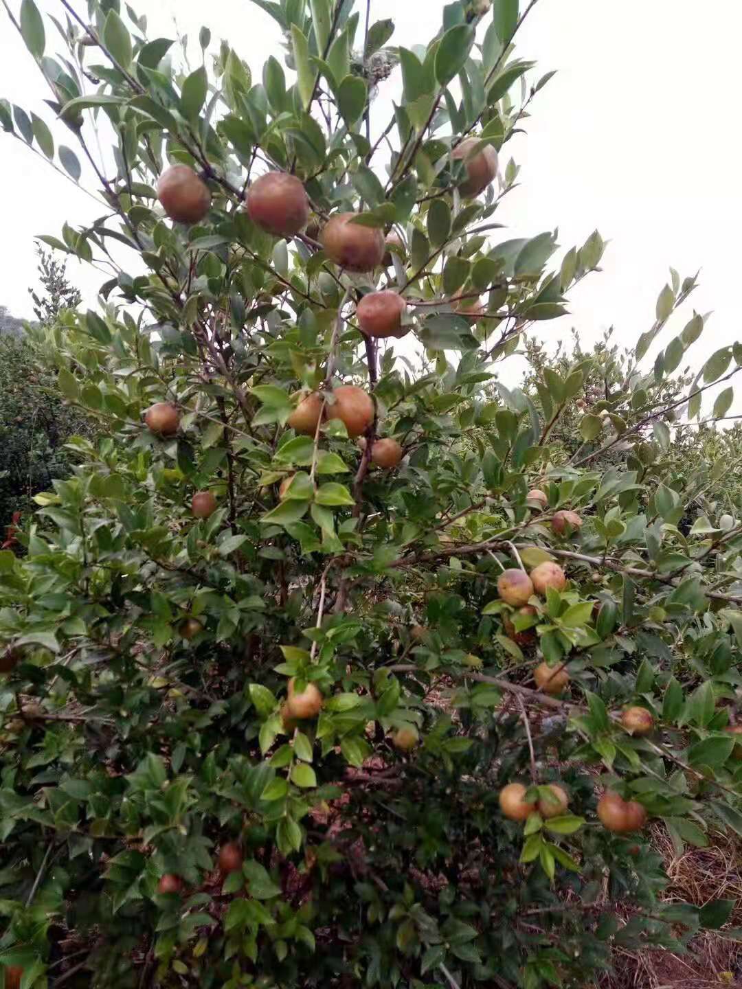 [油茶树苗批发]油茶苗 湘林210和长林高产油茶杯苗裸苗价格1.