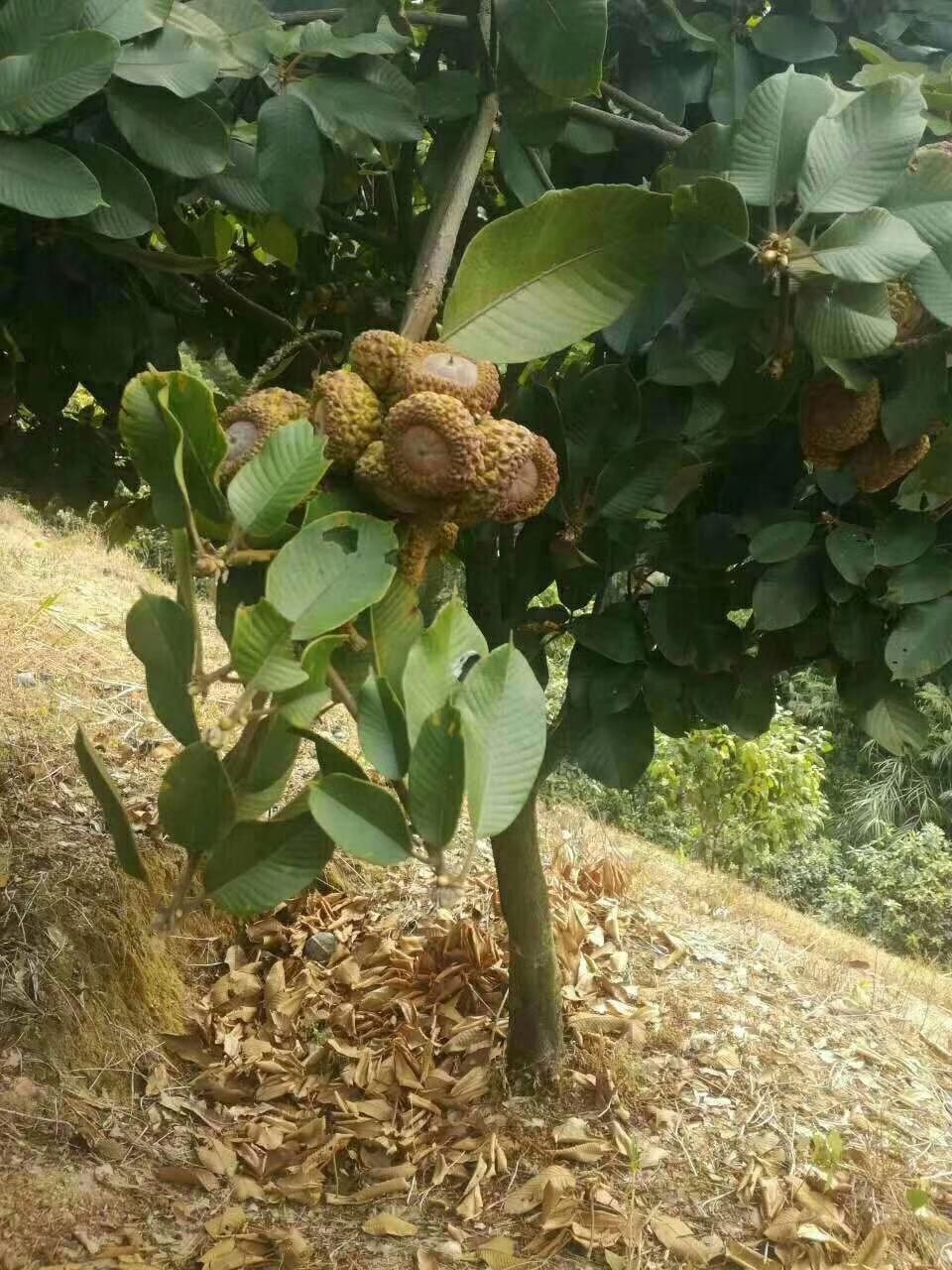 风流果苗 薄壳风流果