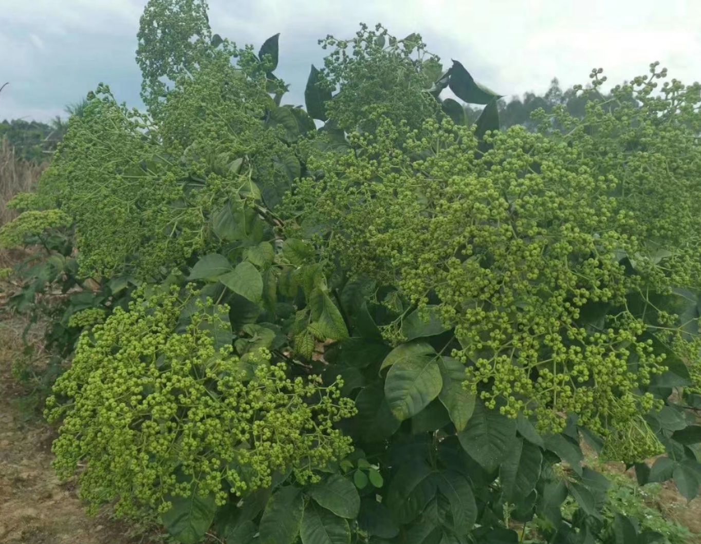 [吴茱萸苗批发]吴茱萸苗 高含量江西中花吴茱萸枝条价格0.