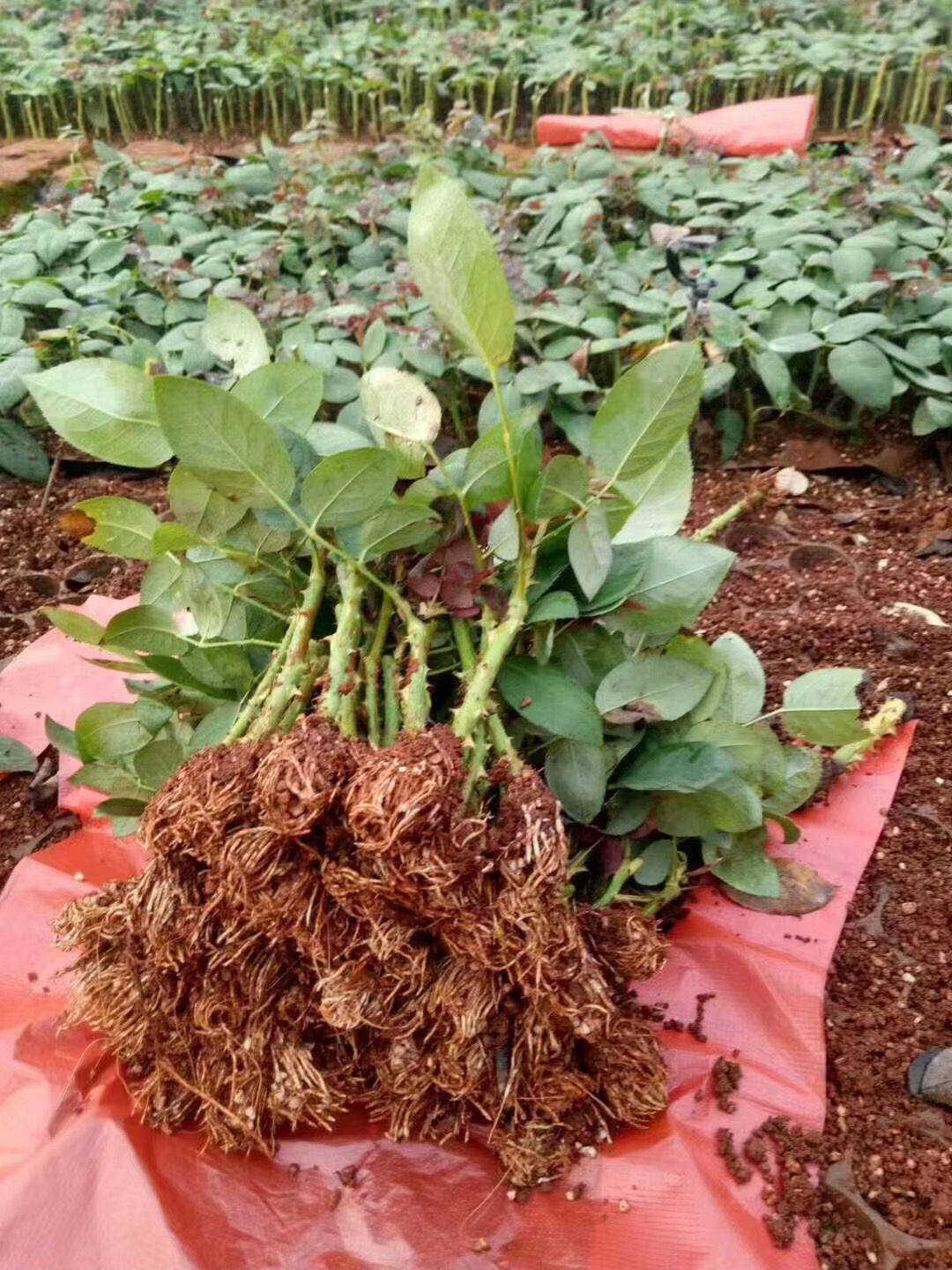 玫瑰苗  基地直供云南斗南玫瑰月季花苗鲜切花种苗裸根扦插小苗四季