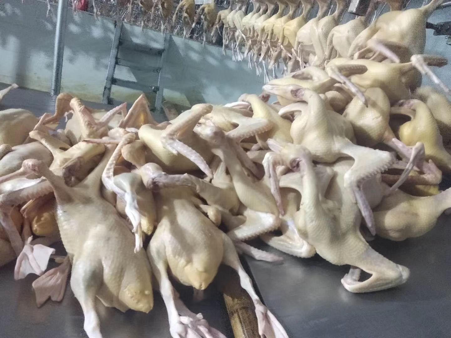 供应大厅  禽畜肉蛋  鸭  商品属性 品种名:白番鸭 单只重:9-10斤