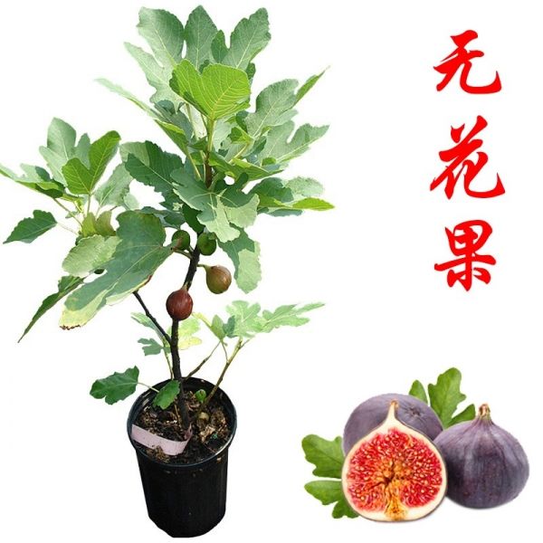 无花果苗当年结果特大四季盆栽地栽南方北方种植红心无花果树果苗