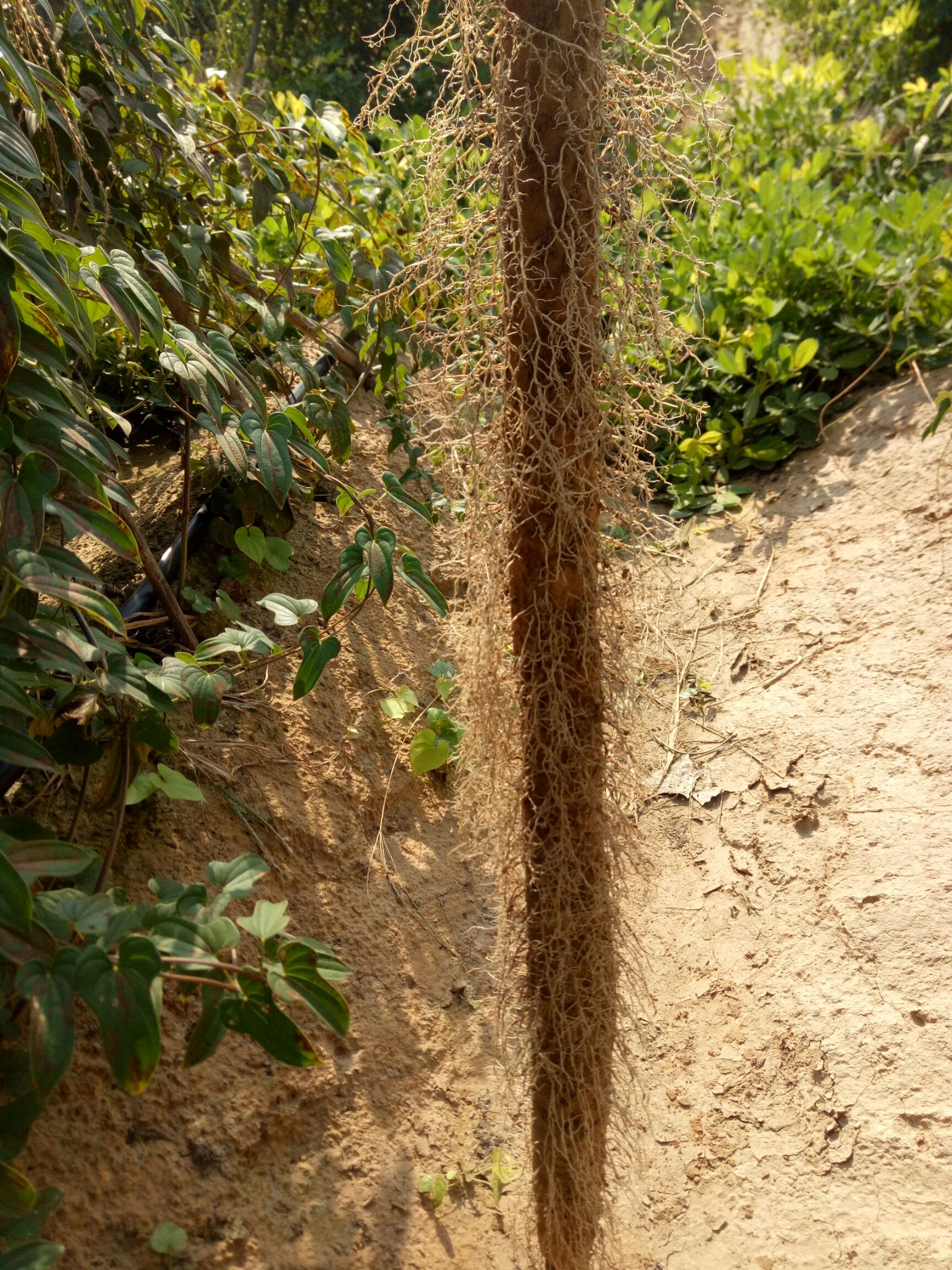 山药种植基地,批发西施山药,铁棍山药,西施山药种子