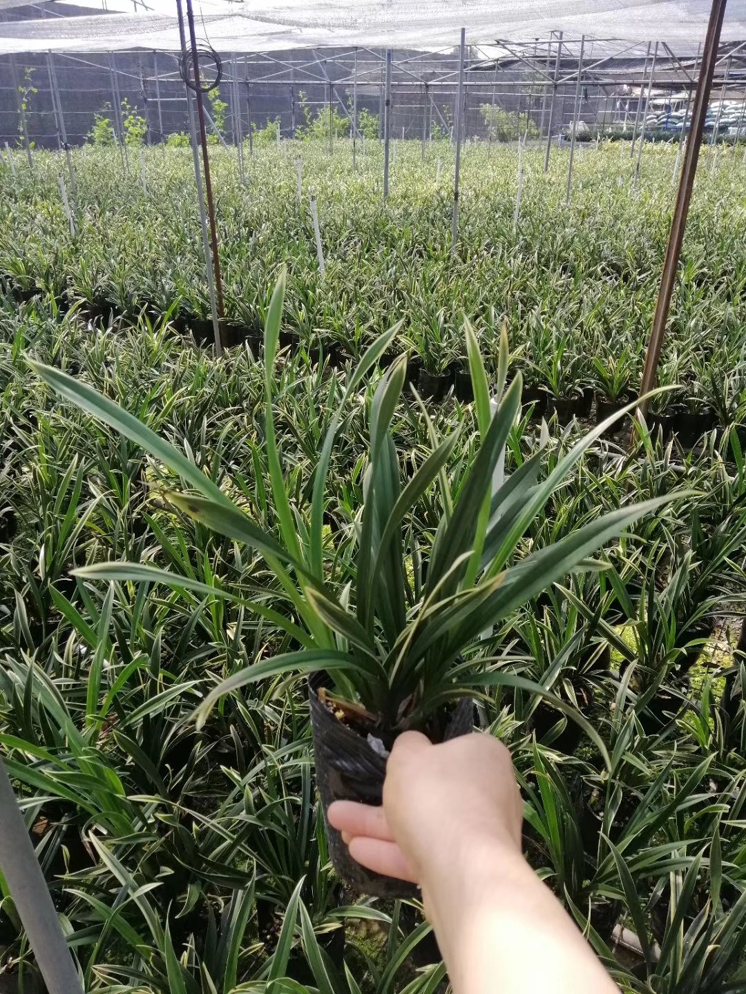 兰花,神童冠叶子清秀带金边开花香