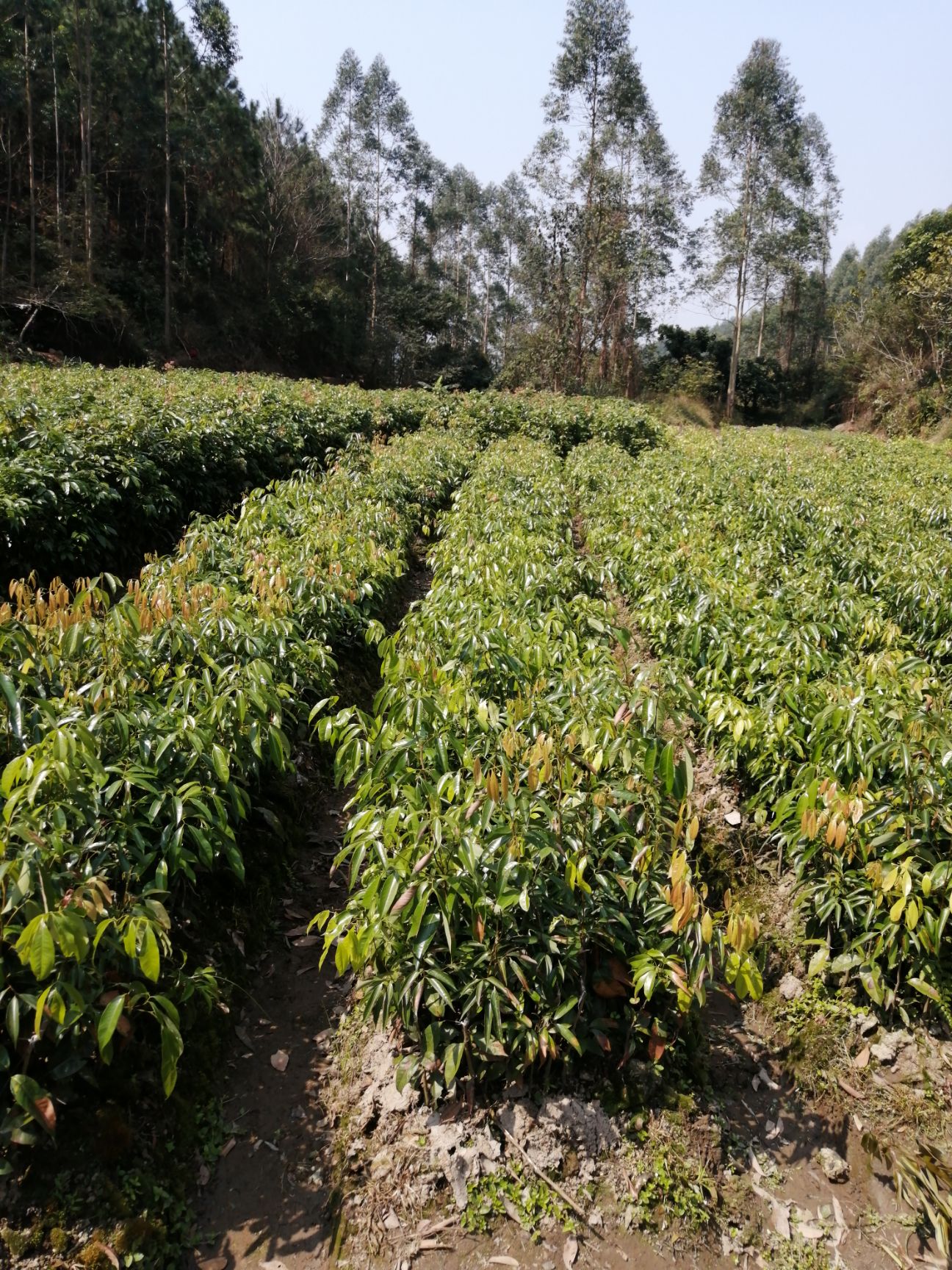 无核桂味妃子笑荔枝苗树当年结果嫁接荔枝树大苗四季荔枝树苖南