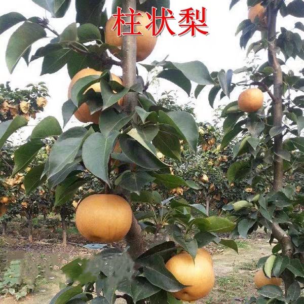 平均果重在400克这样 大有1300克  在矮化梨园发现的芽变新品种,该