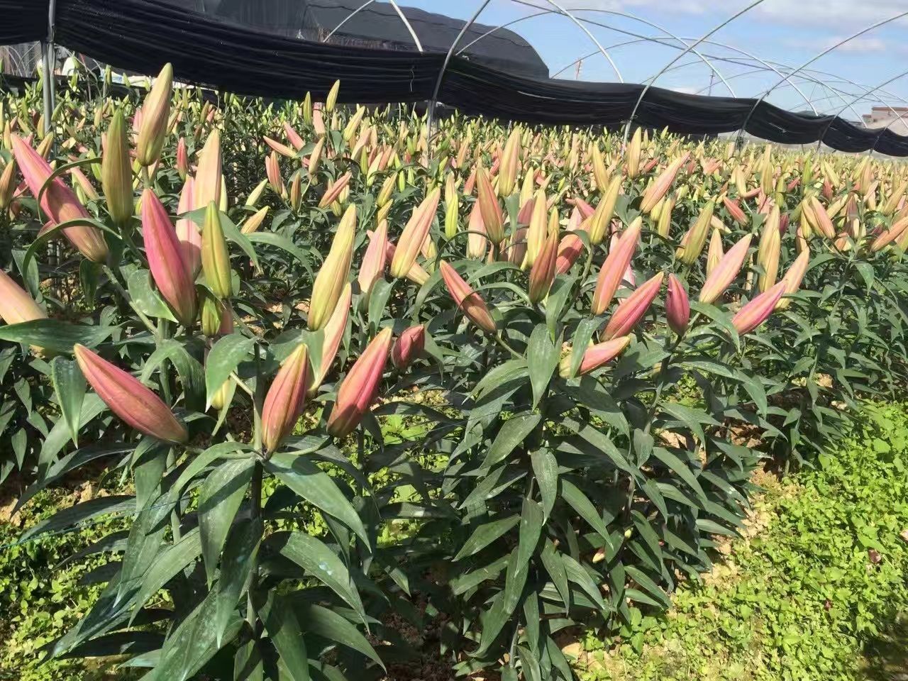 广州百合花花场种植基地鲜花,现货现采现发,地头批发