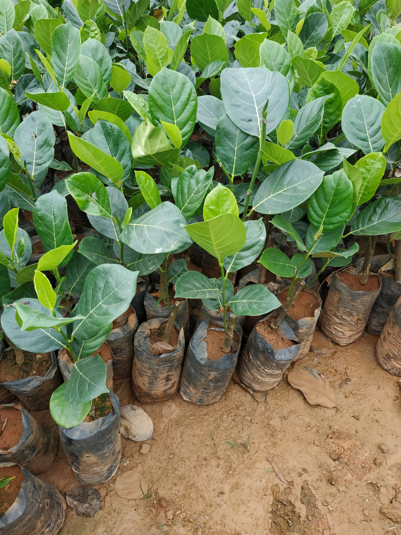 马来西亚一号菠萝蜜苗 菠萝蜜树苗 嫁接马来西亚1号水果苗 南方种植