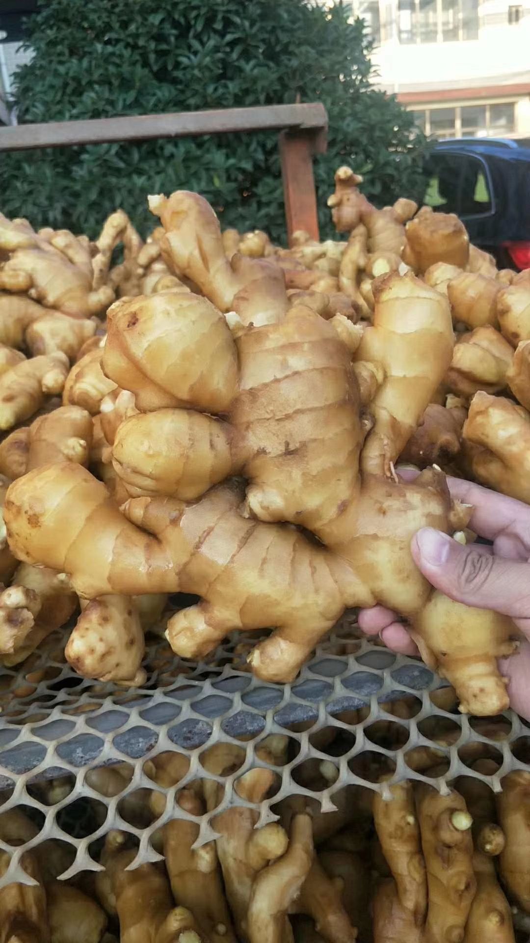 生姜产地直销品种大黄姜,小黄姜,姜种