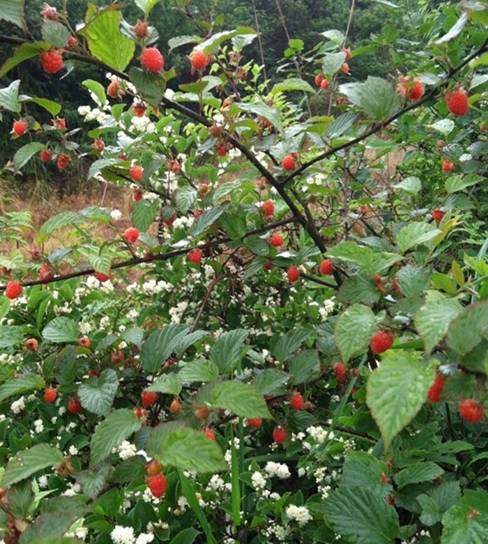 树草莓苗,南方北方适宜种,市场价格高,四季室内红树莓苗