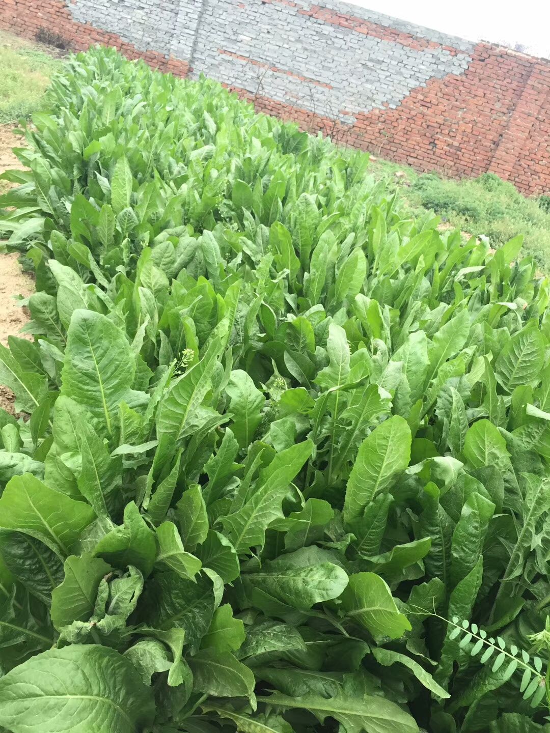 菊苣种子 菊苣进口种子多年生牧草种子