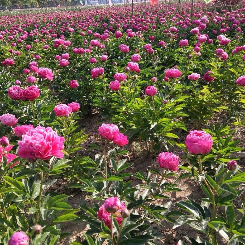 【包邮】现挖芍药根块带芽包活 开20朵以上大花