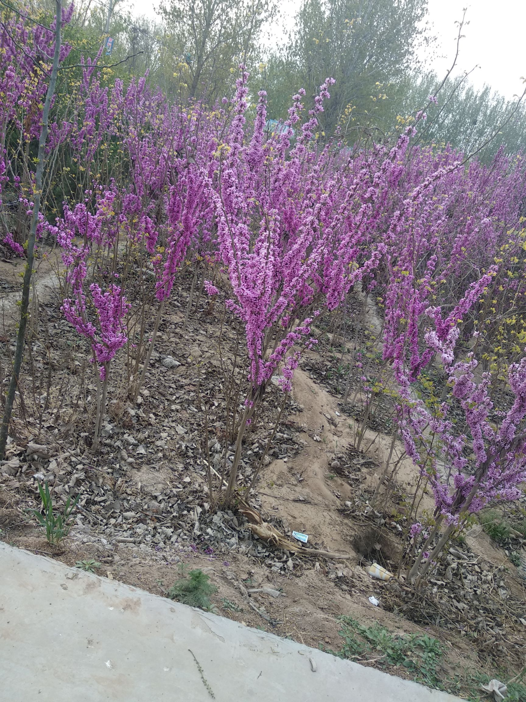 10棵起拍,紫荆花树苗,满条红,自己种植,现挖现卖