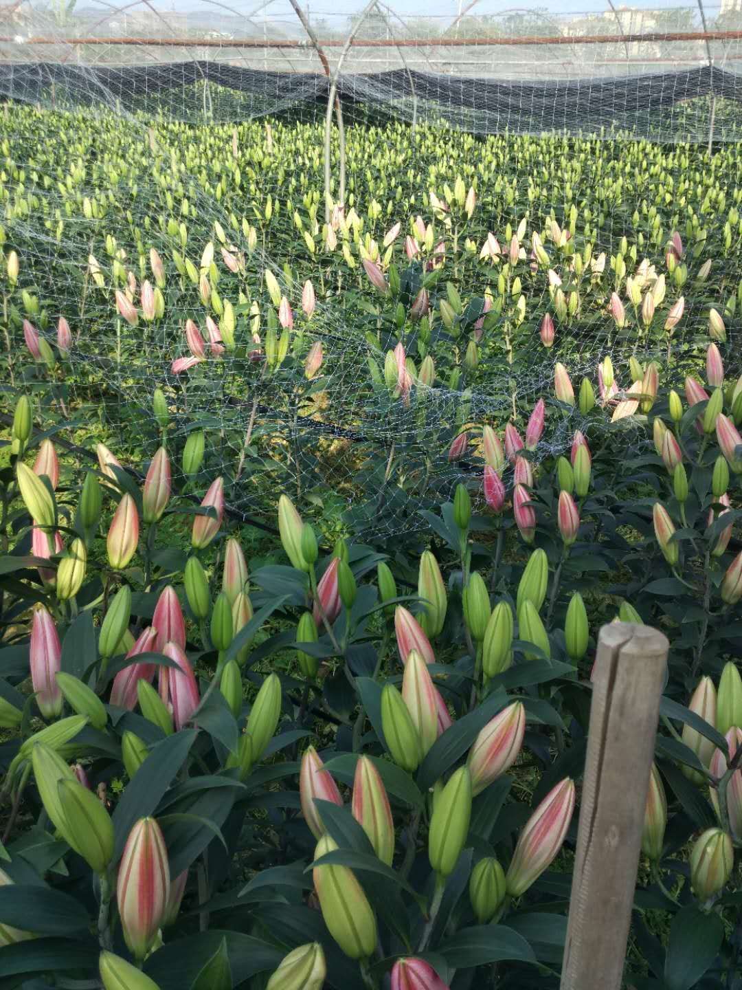 广州百合花种植基鲜花现货地头现采现发,寻求老板前来洽谈合作