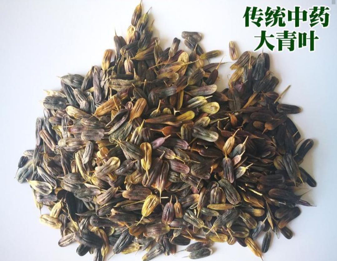 [板蓝根种子批发]板蓝根种子 农庄自种板蓝根仔价格6.