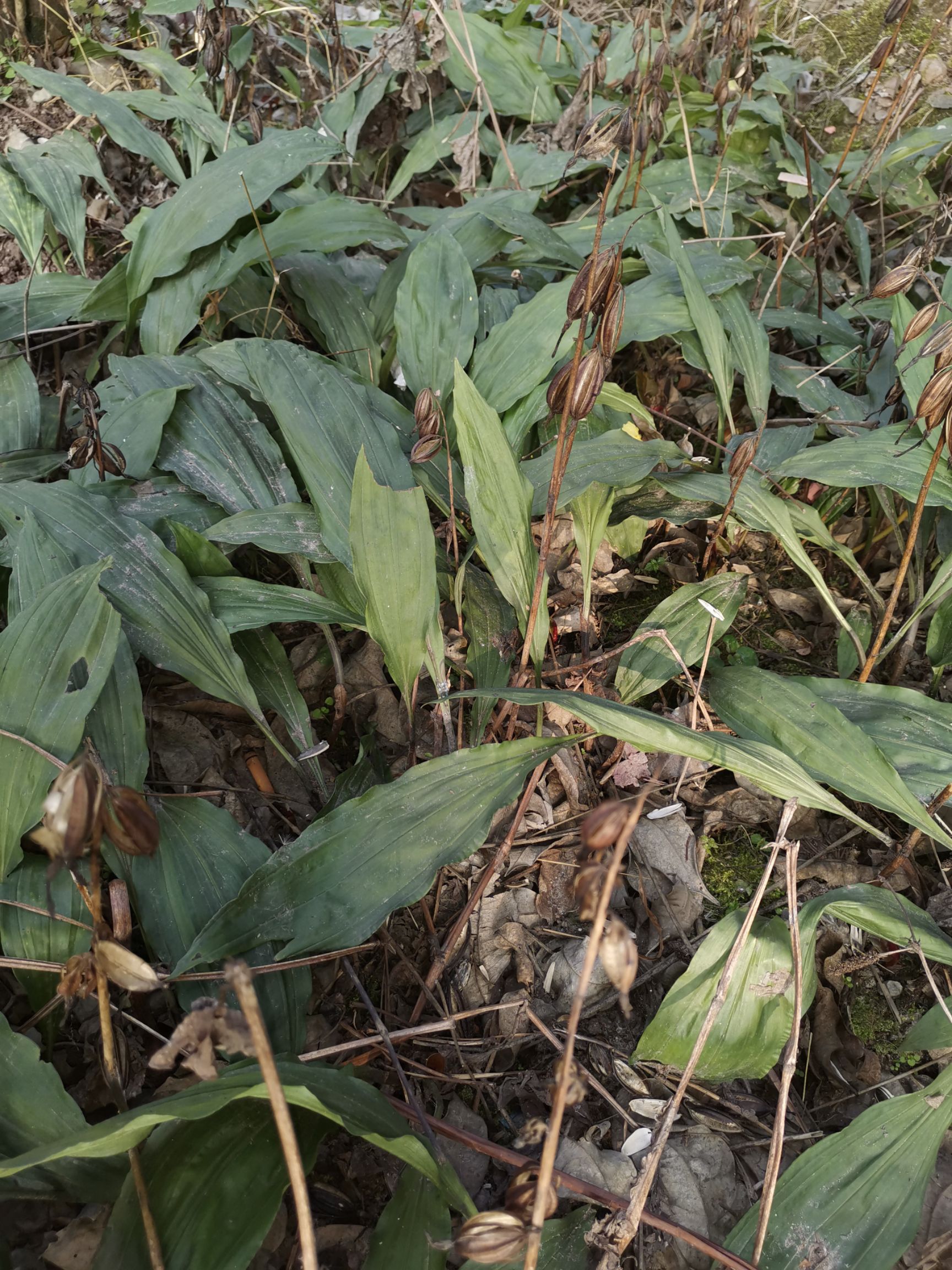 慈菇 毛次姑种苗,又名泥兵子