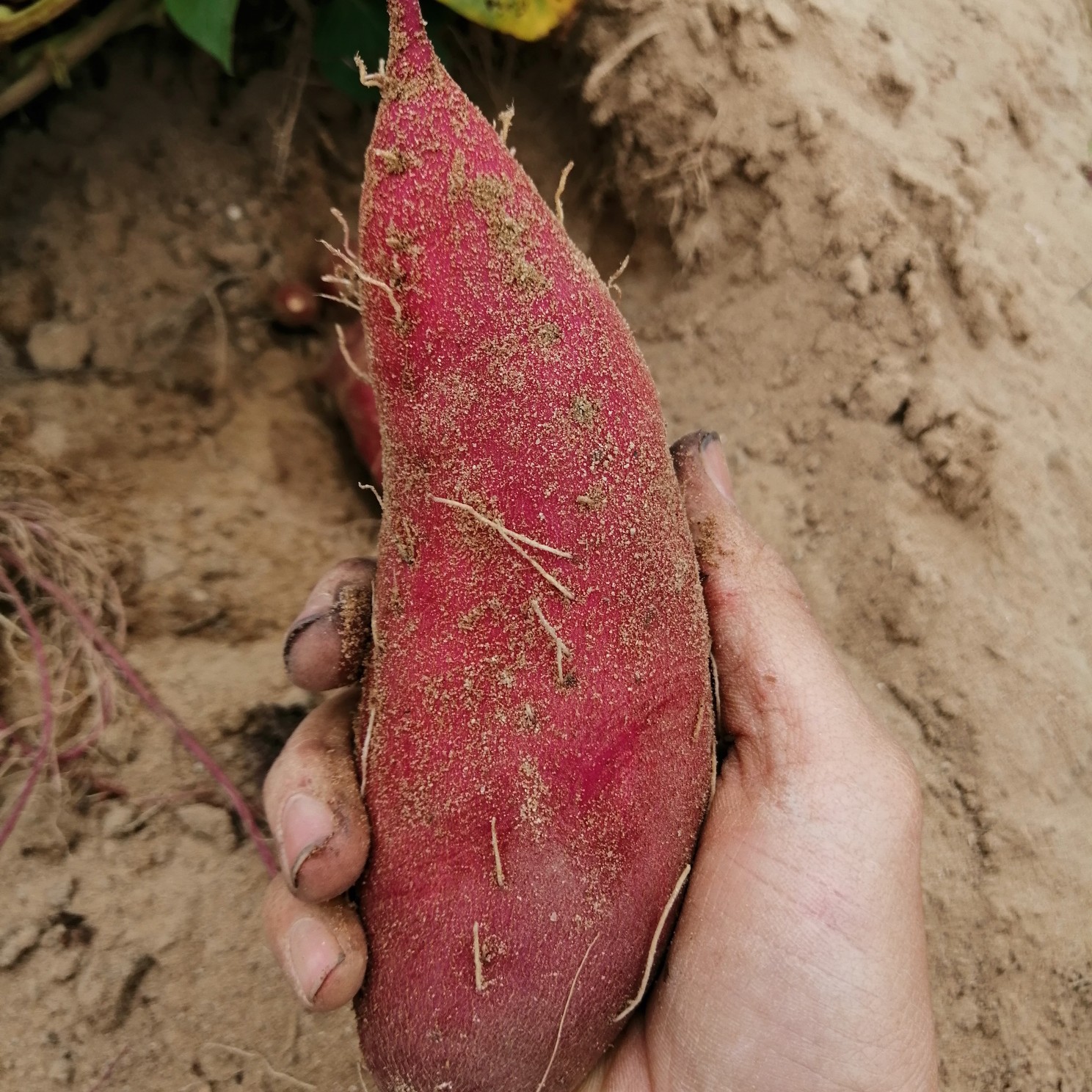 海南澄迈澄迈县黄心红薯 正宗海南桥头富硒地瓜 10斤装 精品地瓜 口感