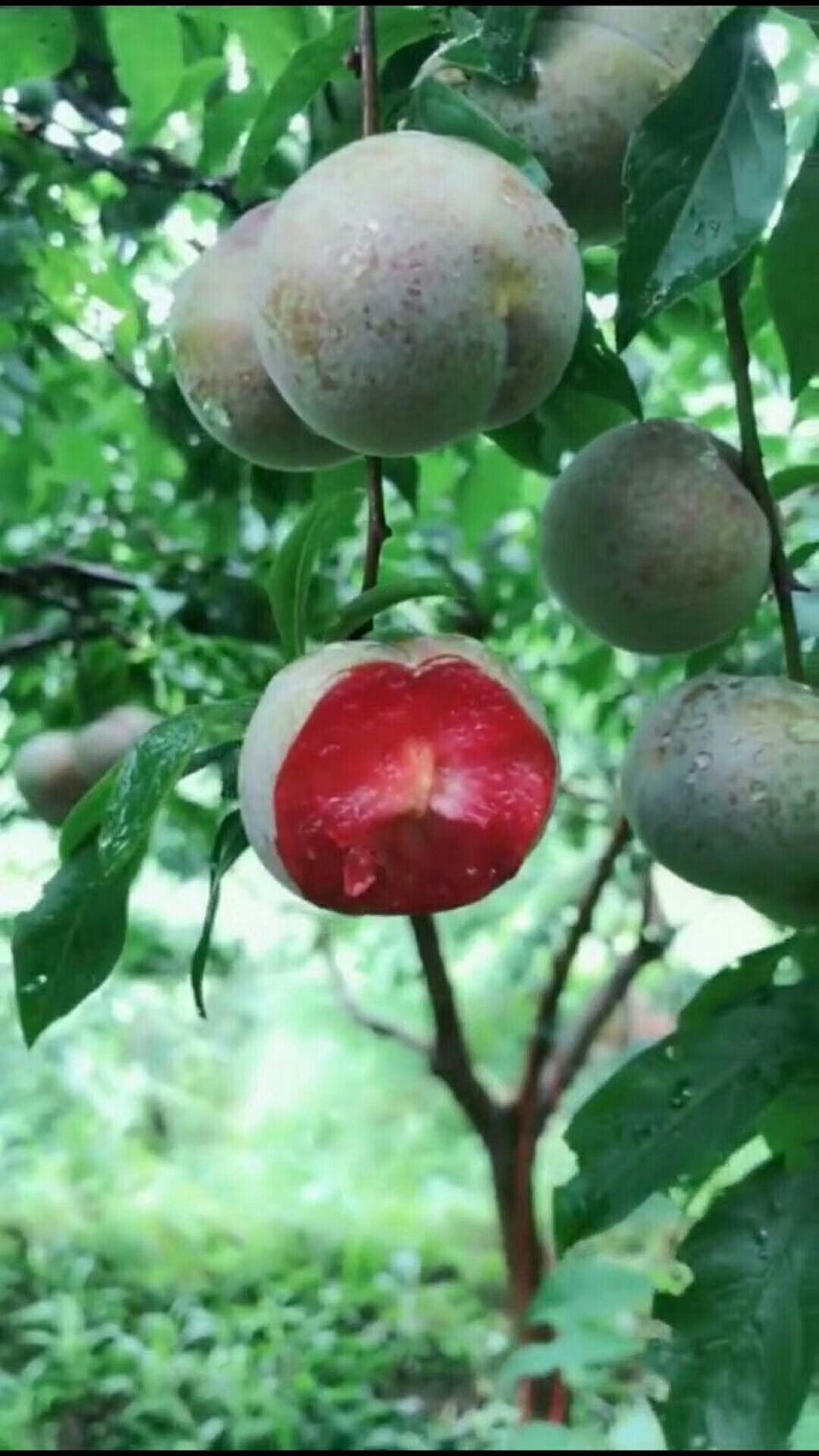 银妃三华李苗 晚熟品种三华李,银非三华李