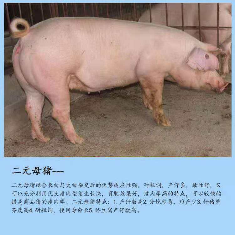 宿迁沭阳县二元仔猪 二元母猪